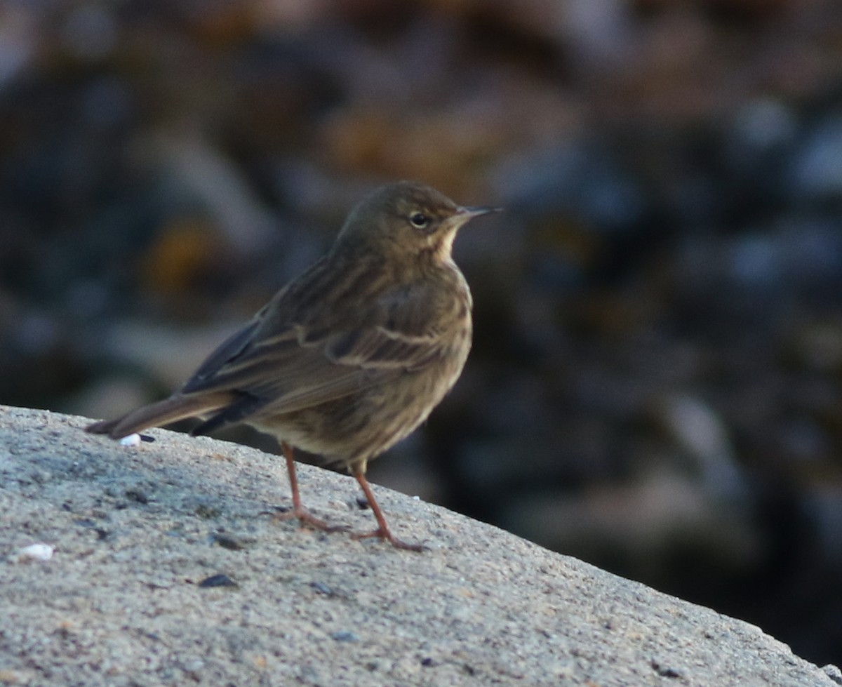 Скальный конёк - ML645485600