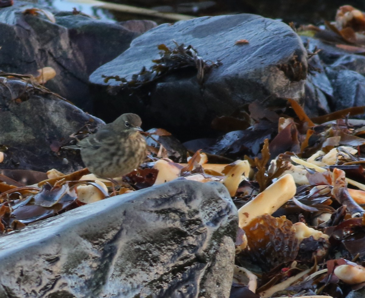 Скальный конёк - ML645485601