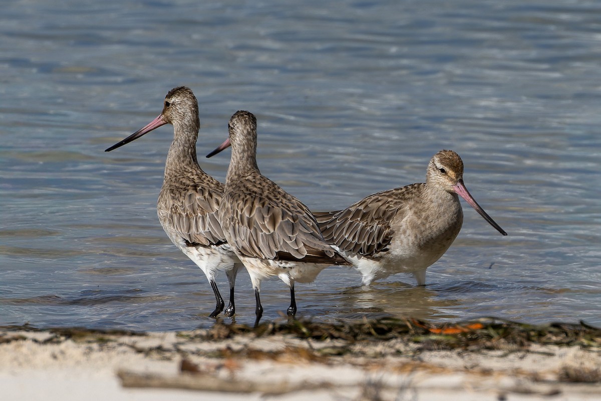 Малый веретенник - ML645485602