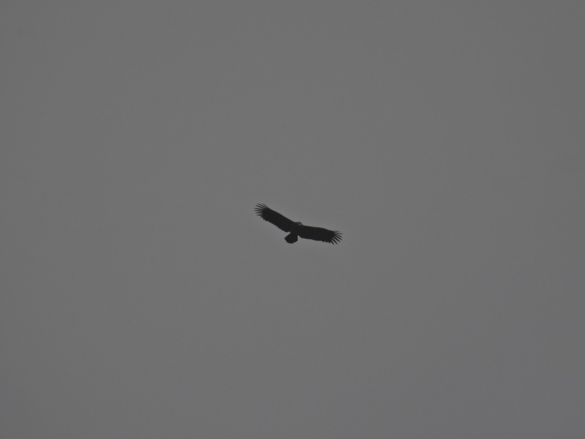 Орёл-яйцеед - ML645485603