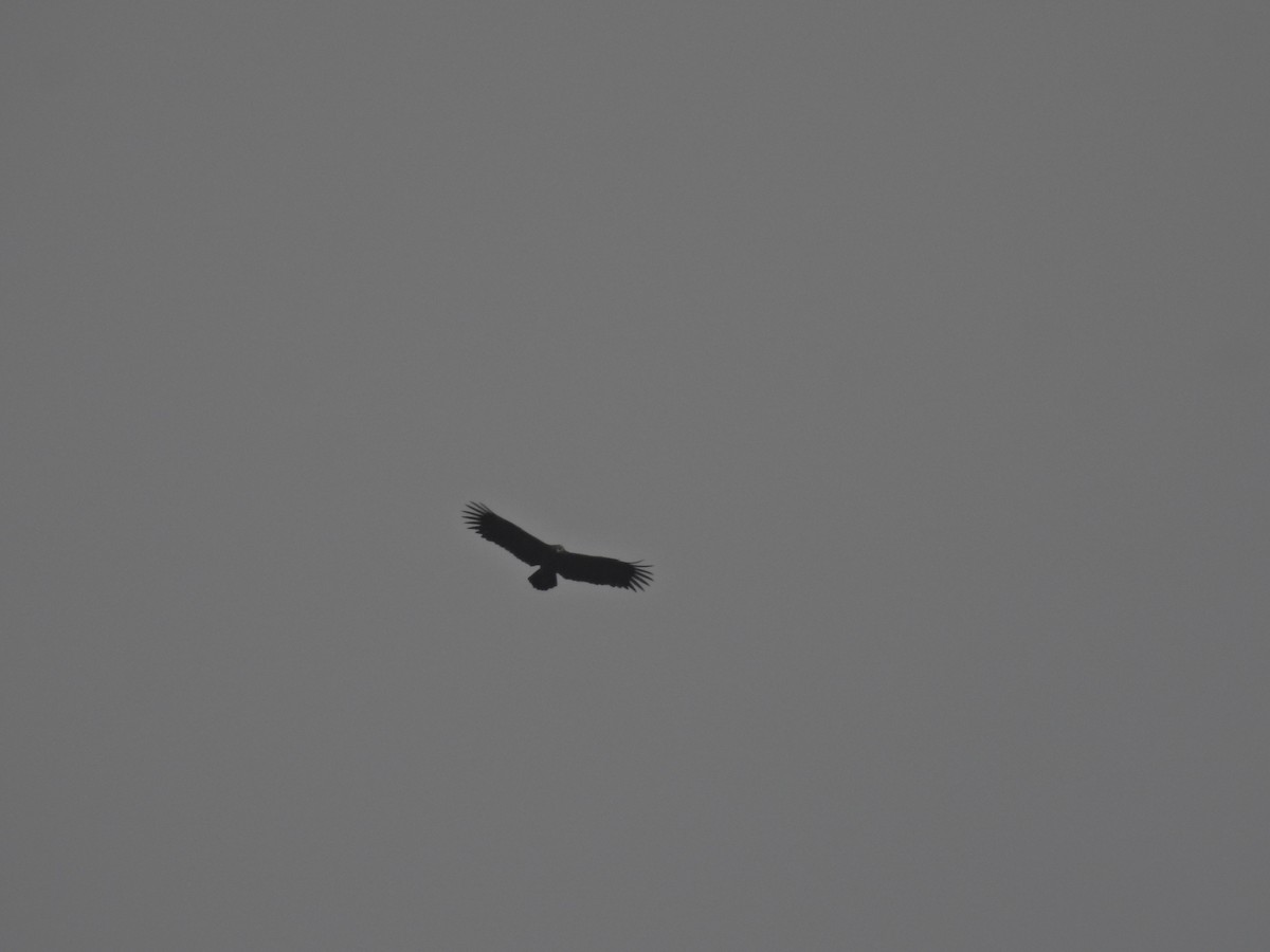 Орёл-яйцеед - ML645485604