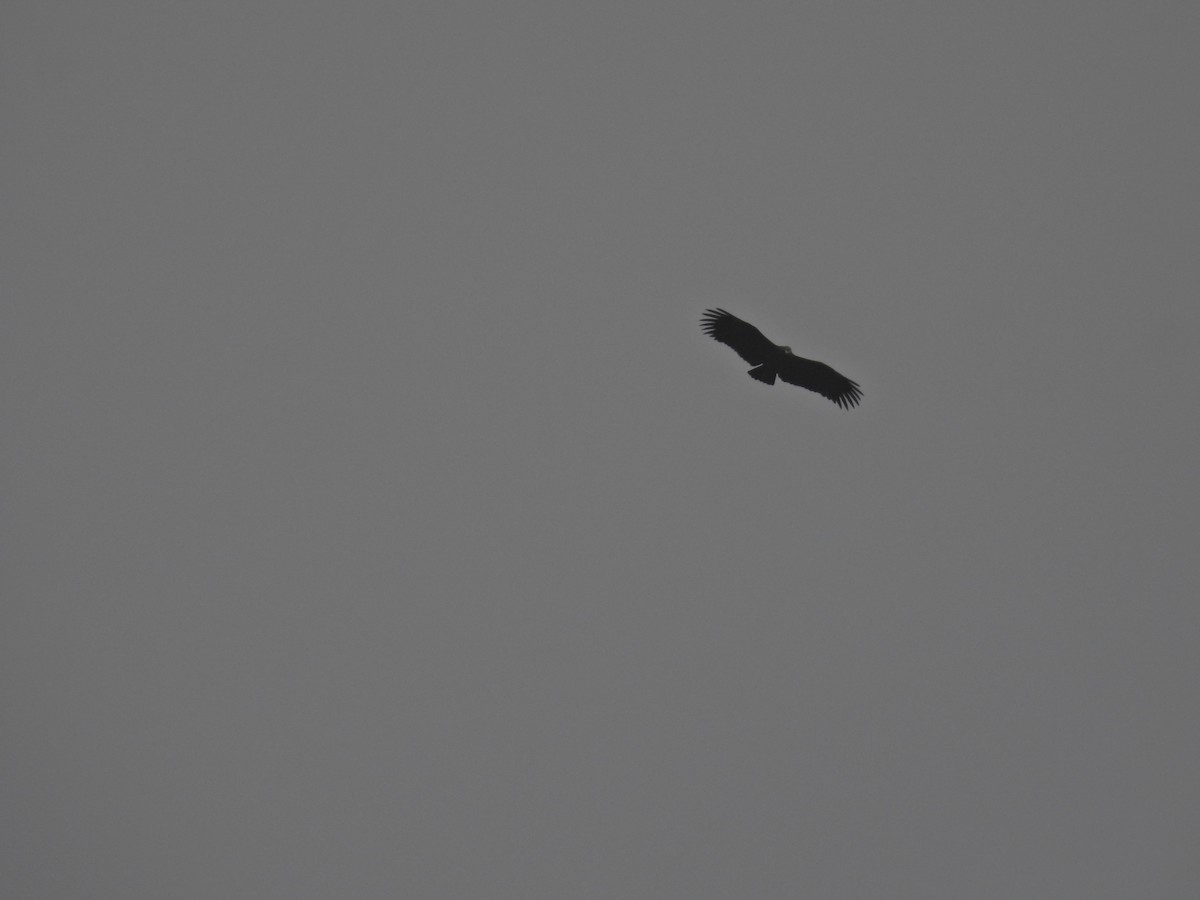 Орёл-яйцеед - ML645485605