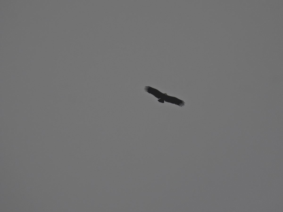 Орёл-яйцеед - ML645485606