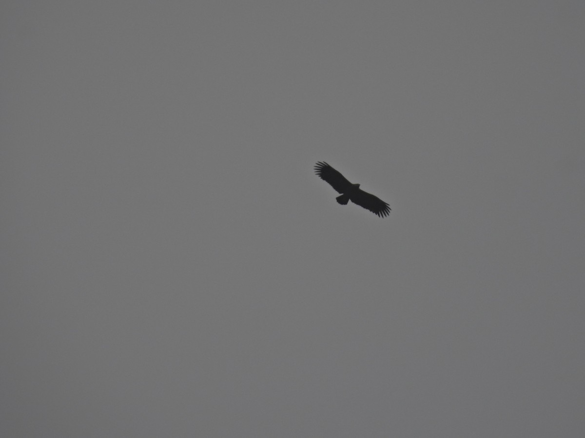 Орёл-яйцеед - ML645485608