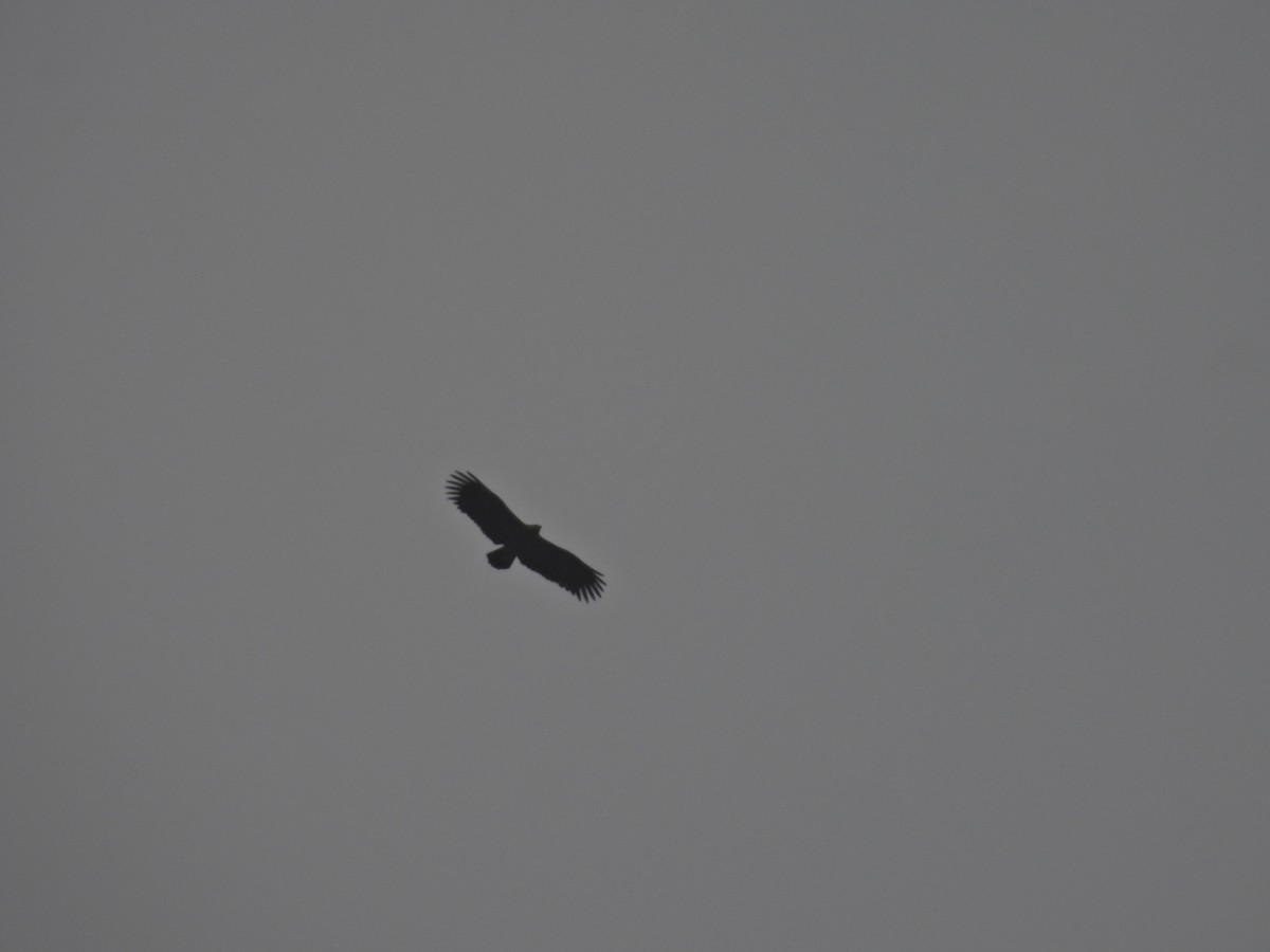 Орёл-яйцеед - ML645485609