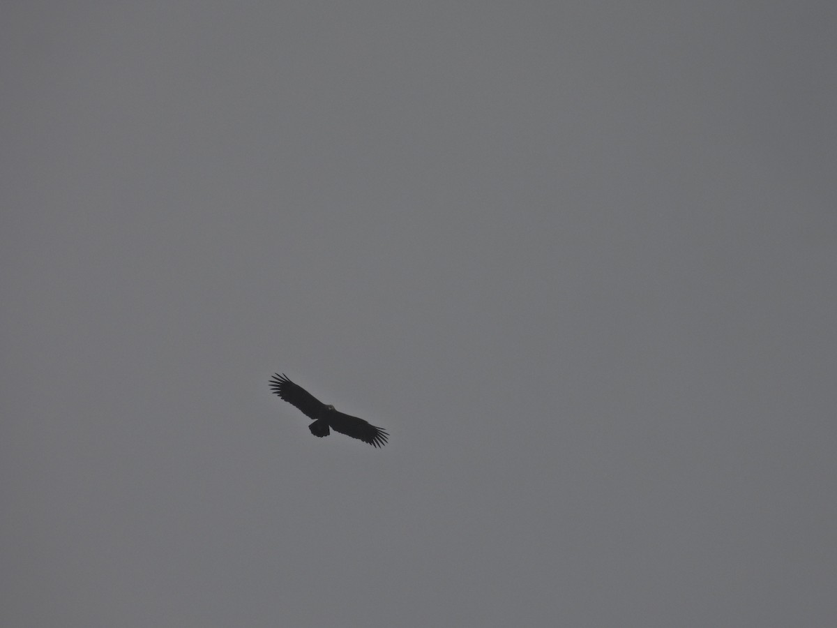 Орёл-яйцеед - ML645485611