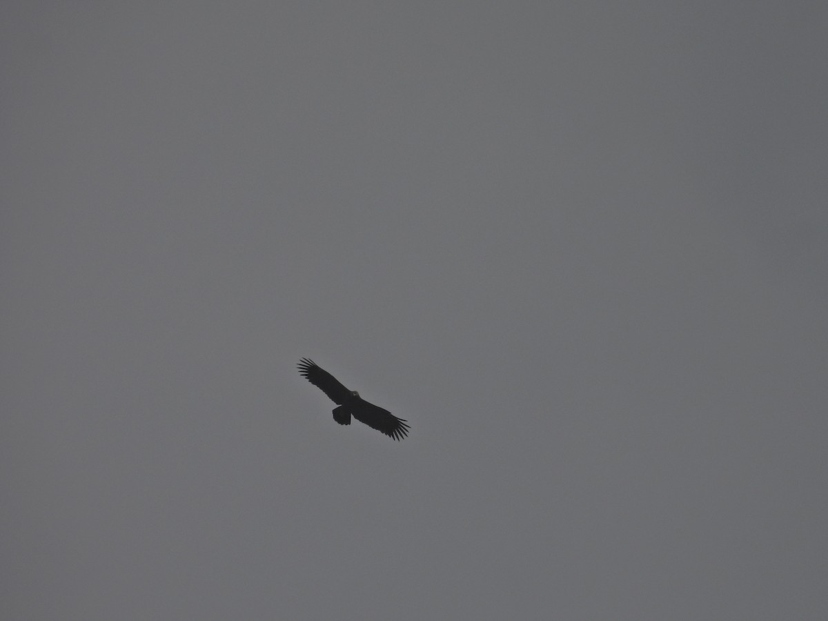 Орёл-яйцеед - ML645485612