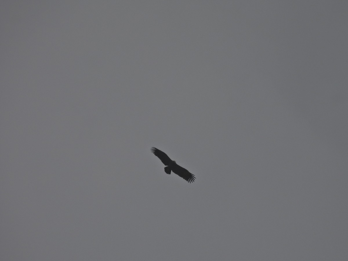 Орёл-яйцеед - ML645485613