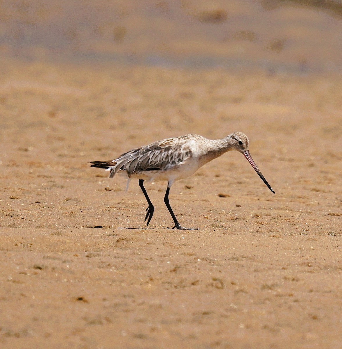 Малый веретенник - ML645485614