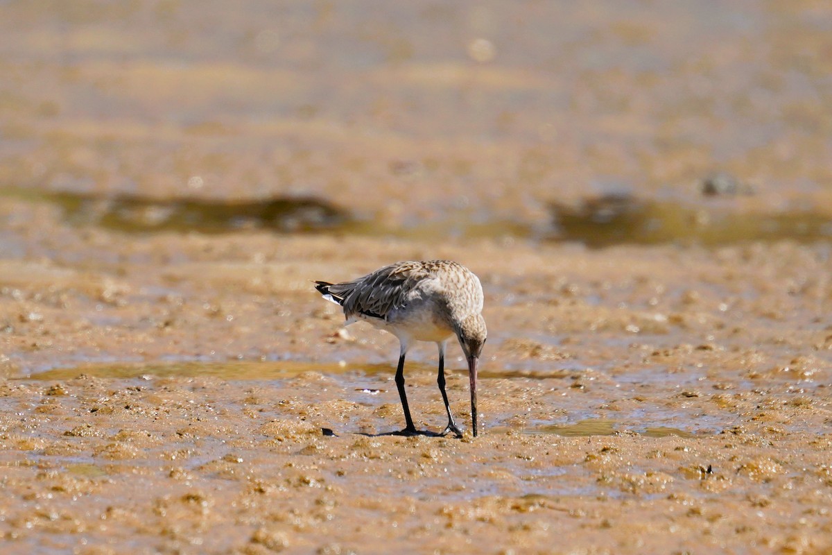 Малый веретенник - ML645485616