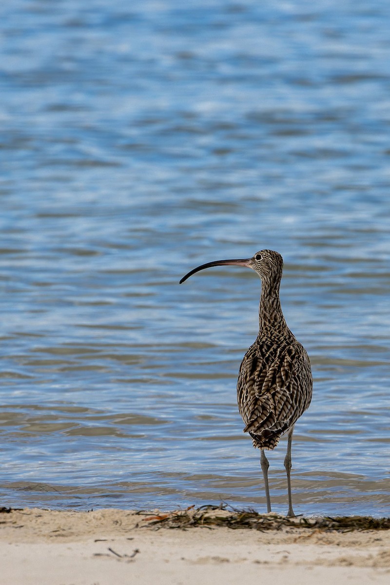 Дальневосточный кроншнеп - ML645485617