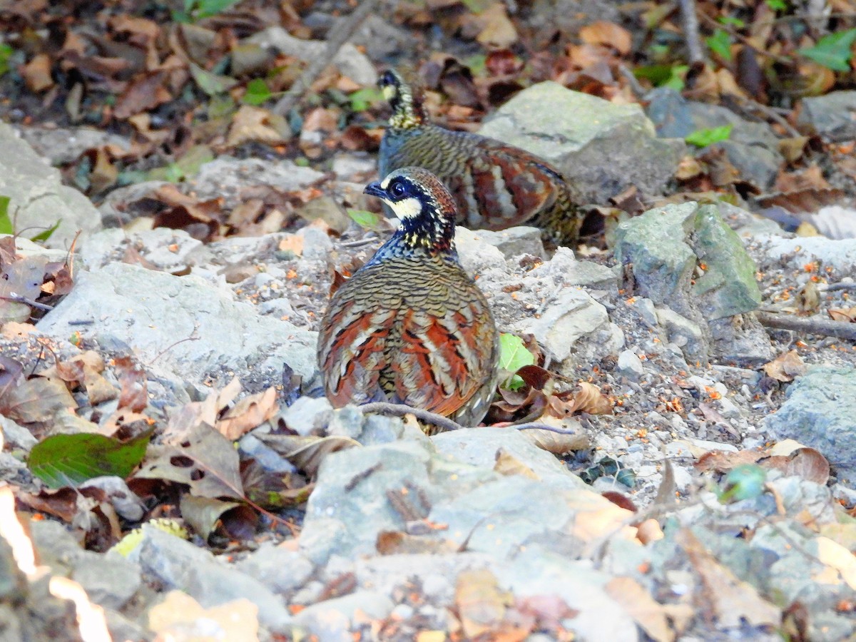 Тайваньская лесная куропатка - ML645485621