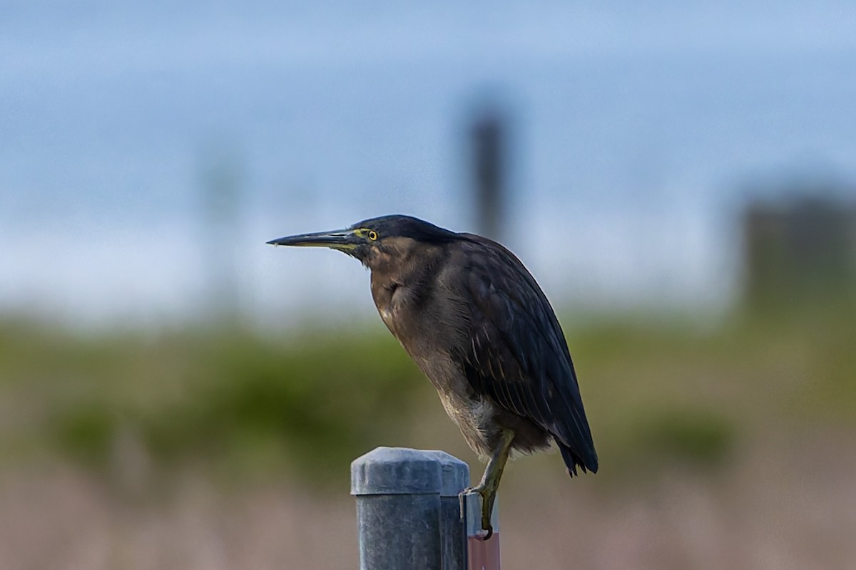 Little Heron - ML645485622