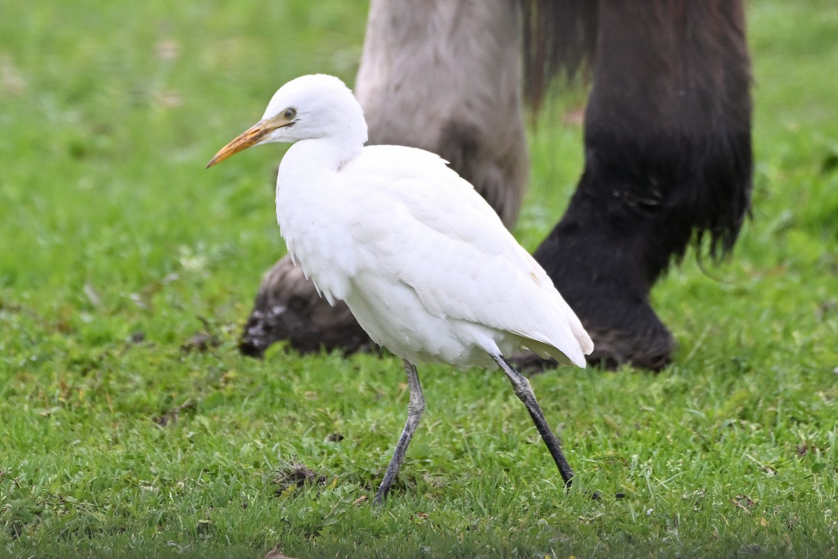 Египетская цапля - ML645485623