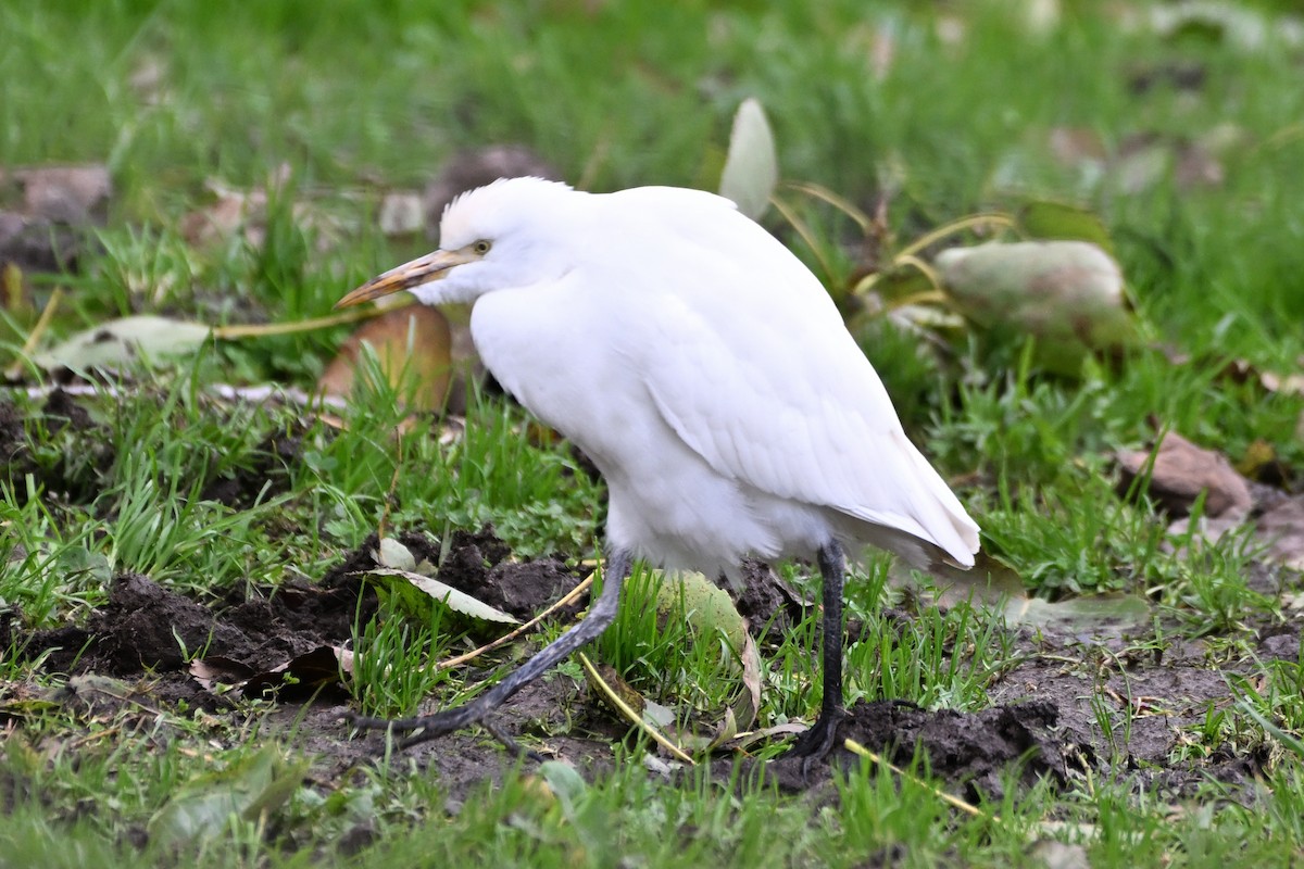 Египетская цапля - ML645485624