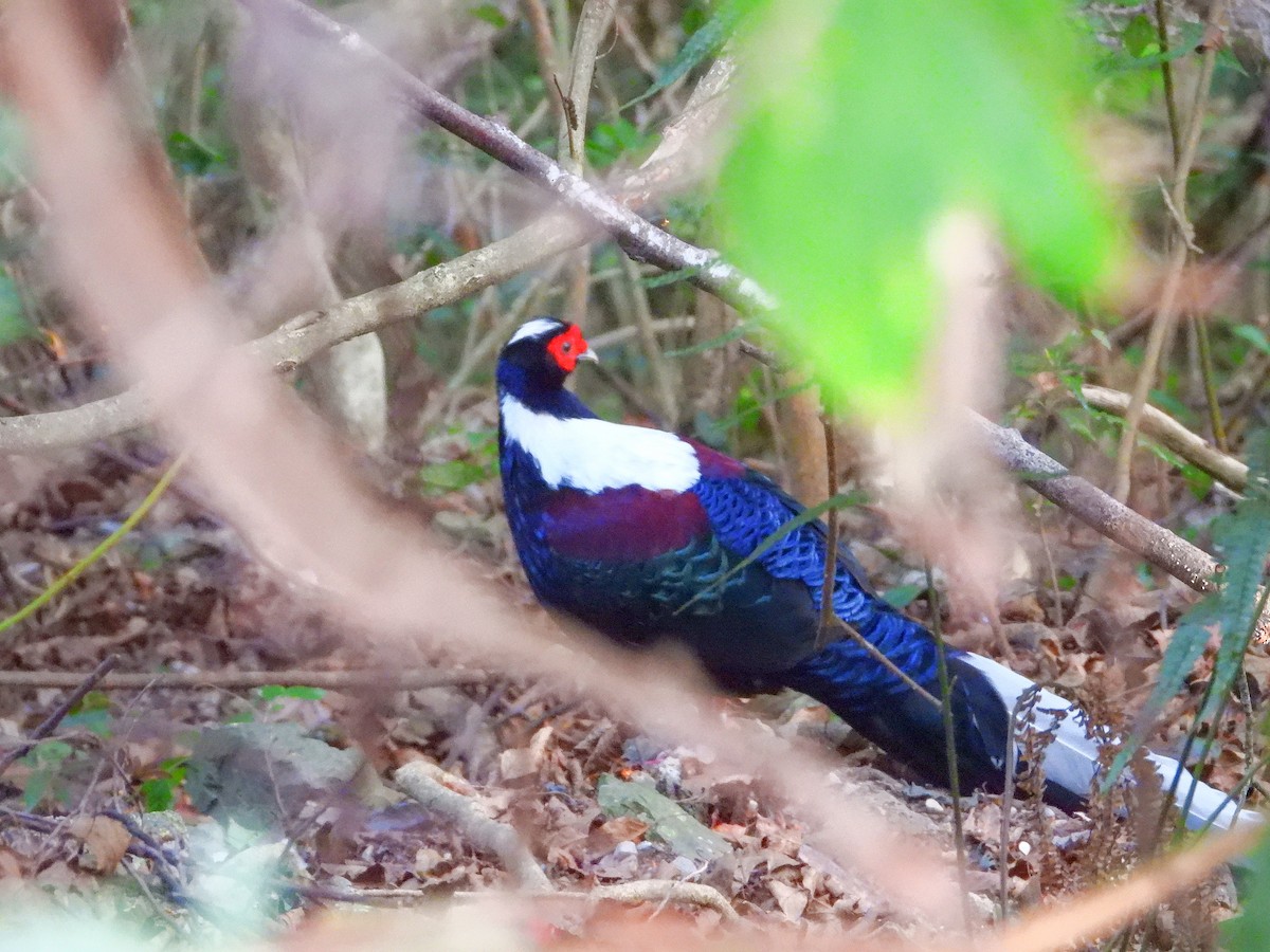 Тайваньский фазан - ML645485625