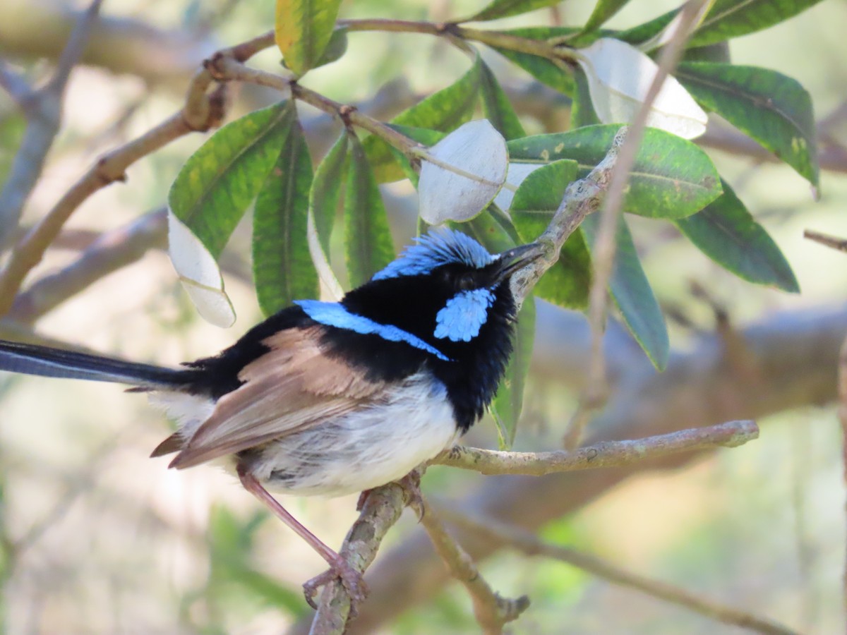 Великолепный малюр - ML645485627