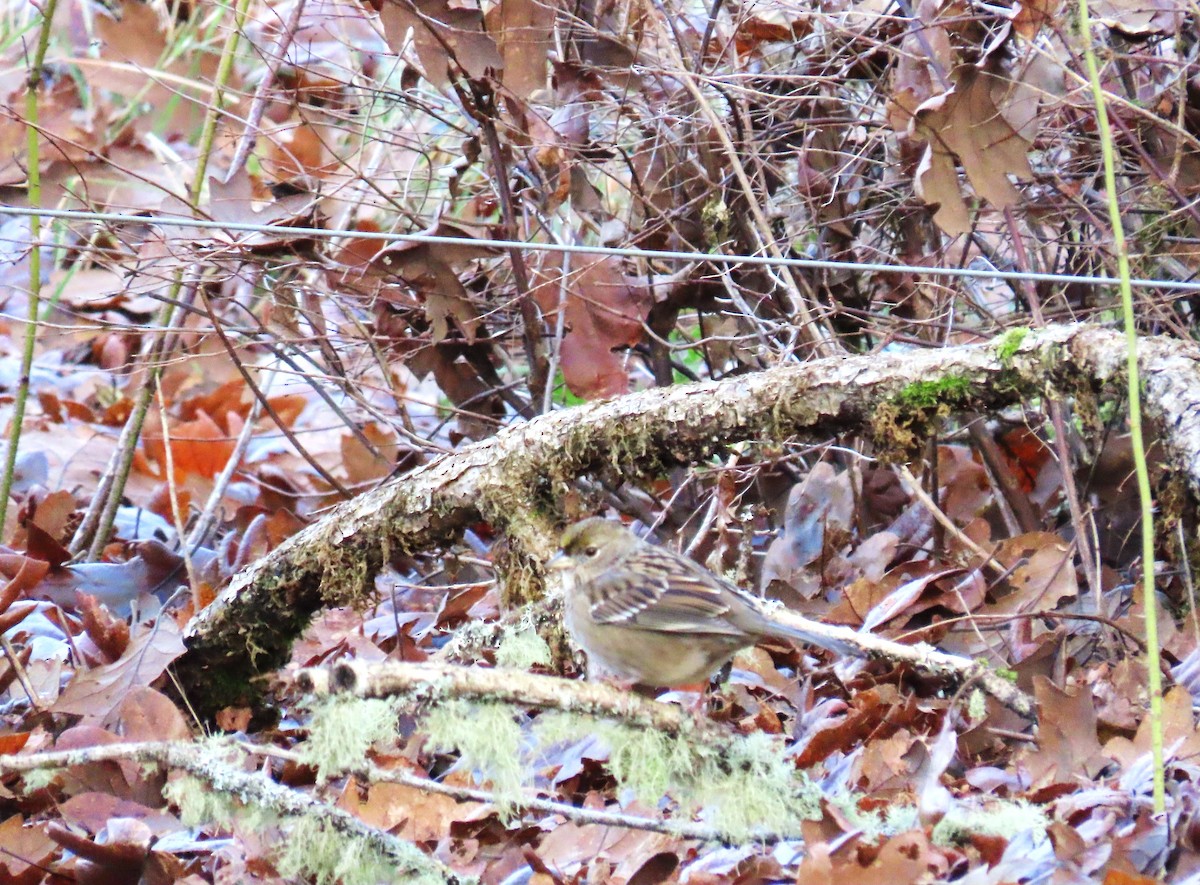 Чернобровая овсянка - ML645485632