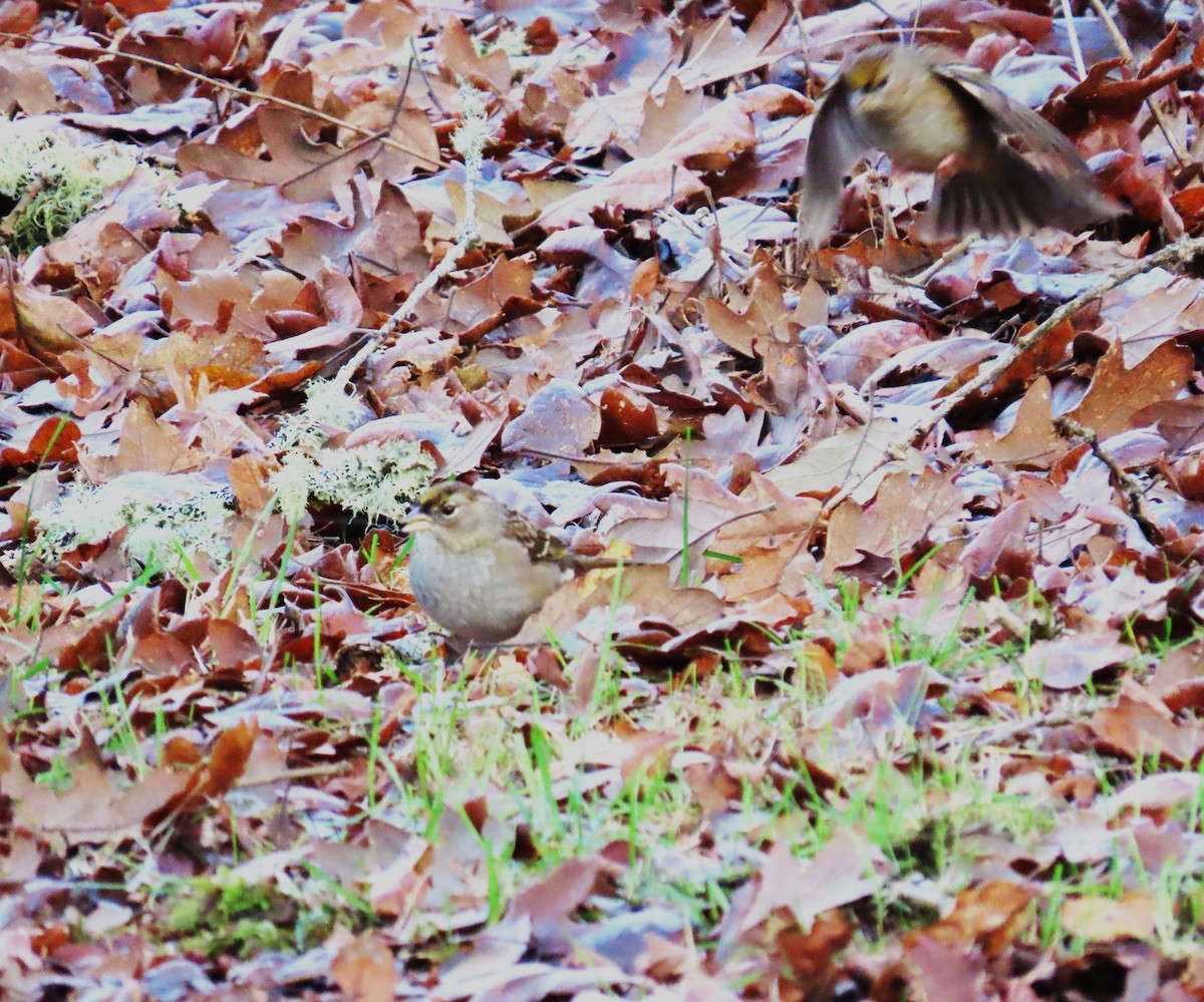 Чернобровая овсянка - ML645485633