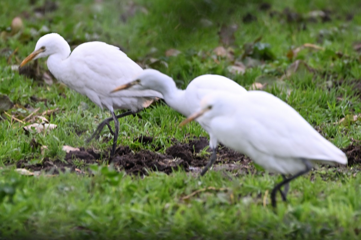 Western Cattle-Egret - ML645485635