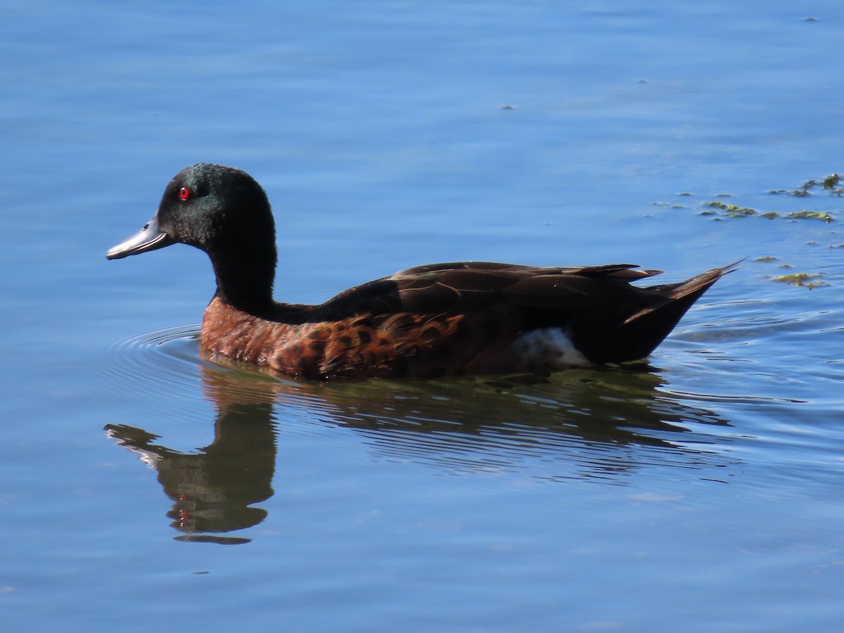 Chestnut Teal - ML645485638
