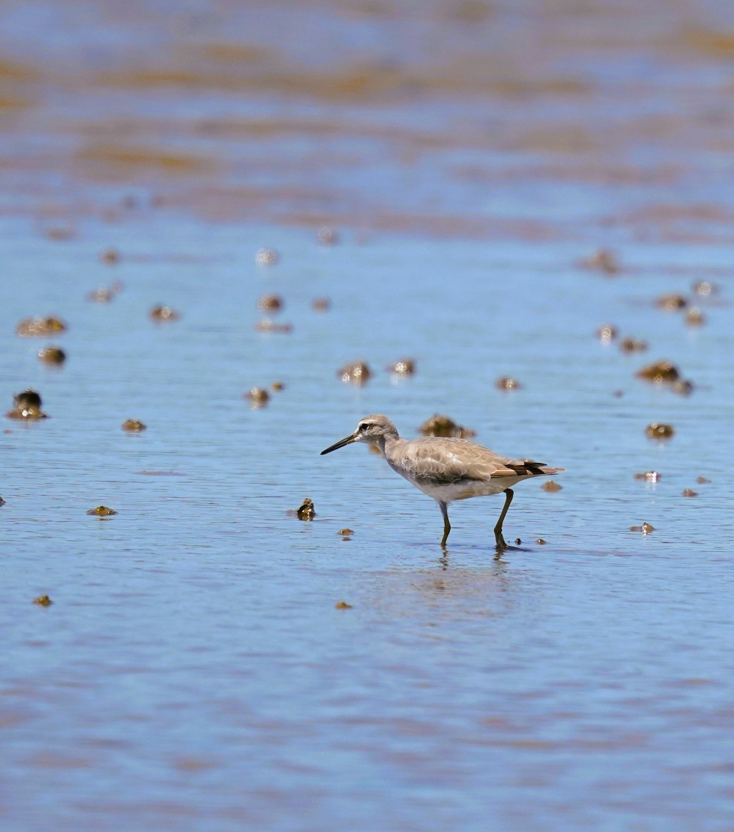 Gray-tailed Tattler - ML645485642
