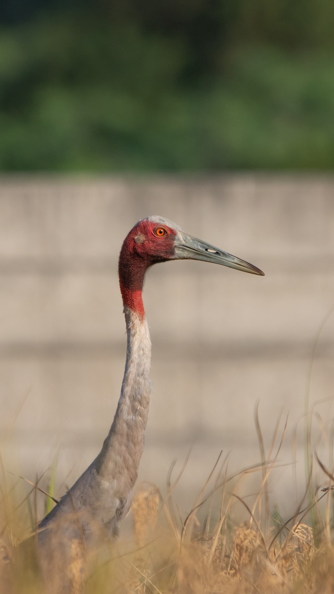 Sarus Crane - ML645485647