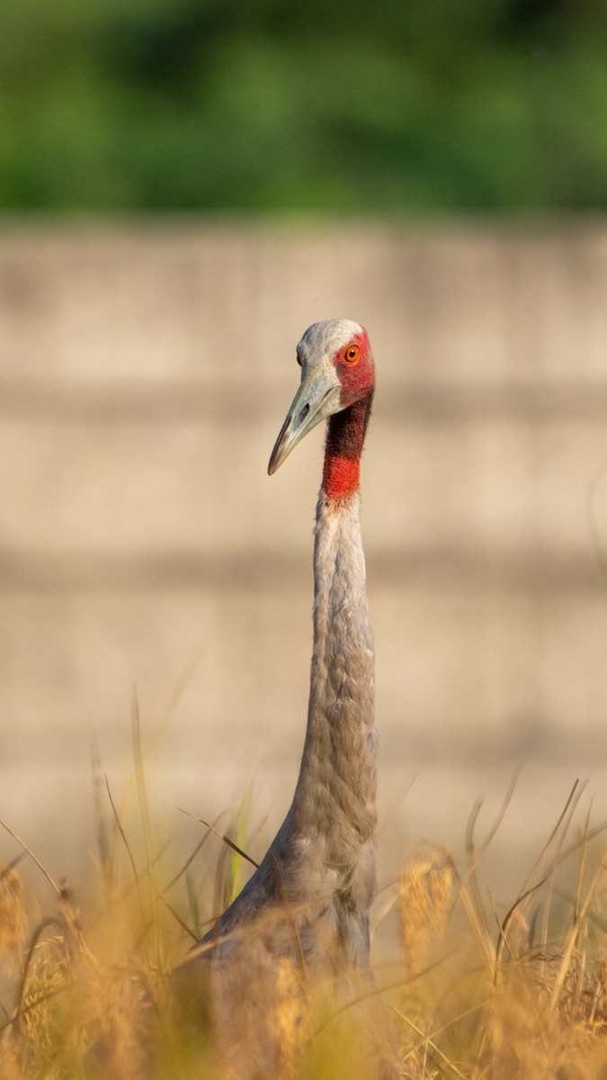 Sarus Crane - ML645485648