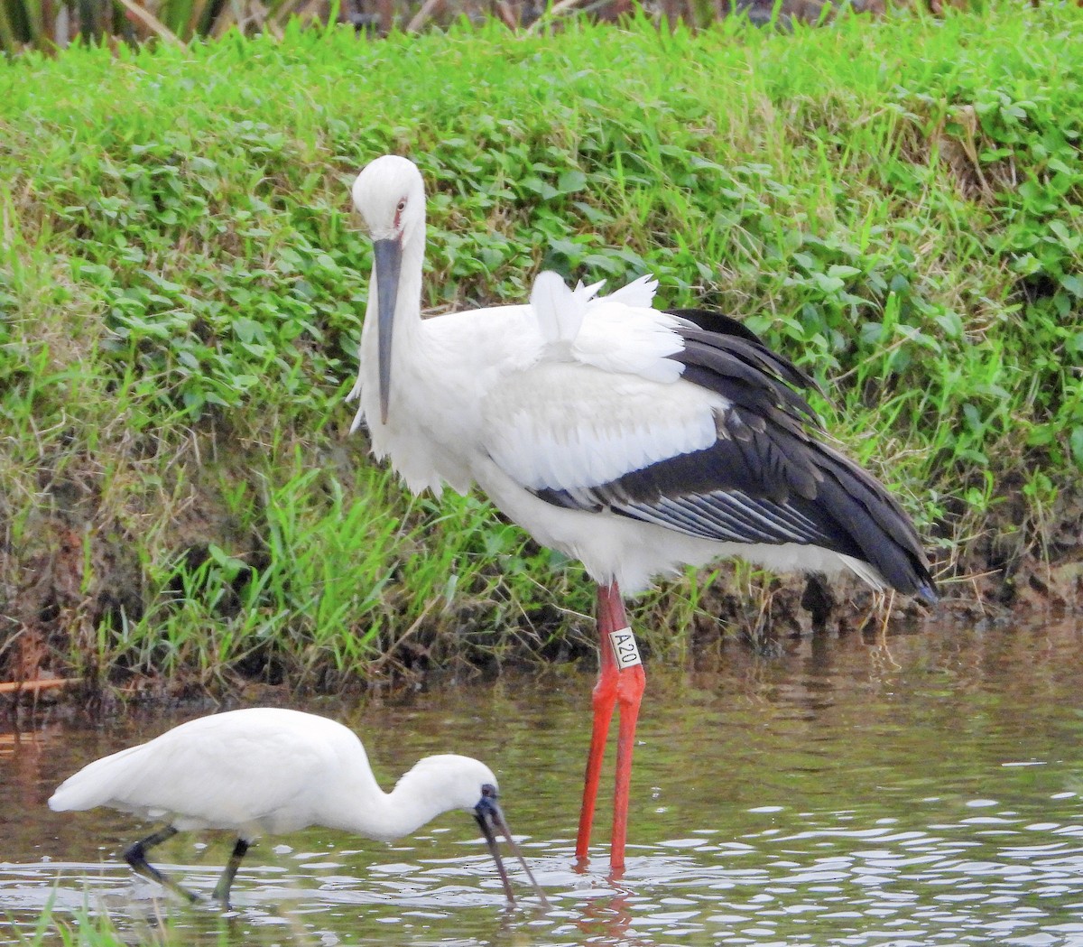 čáp východní - ML645485652