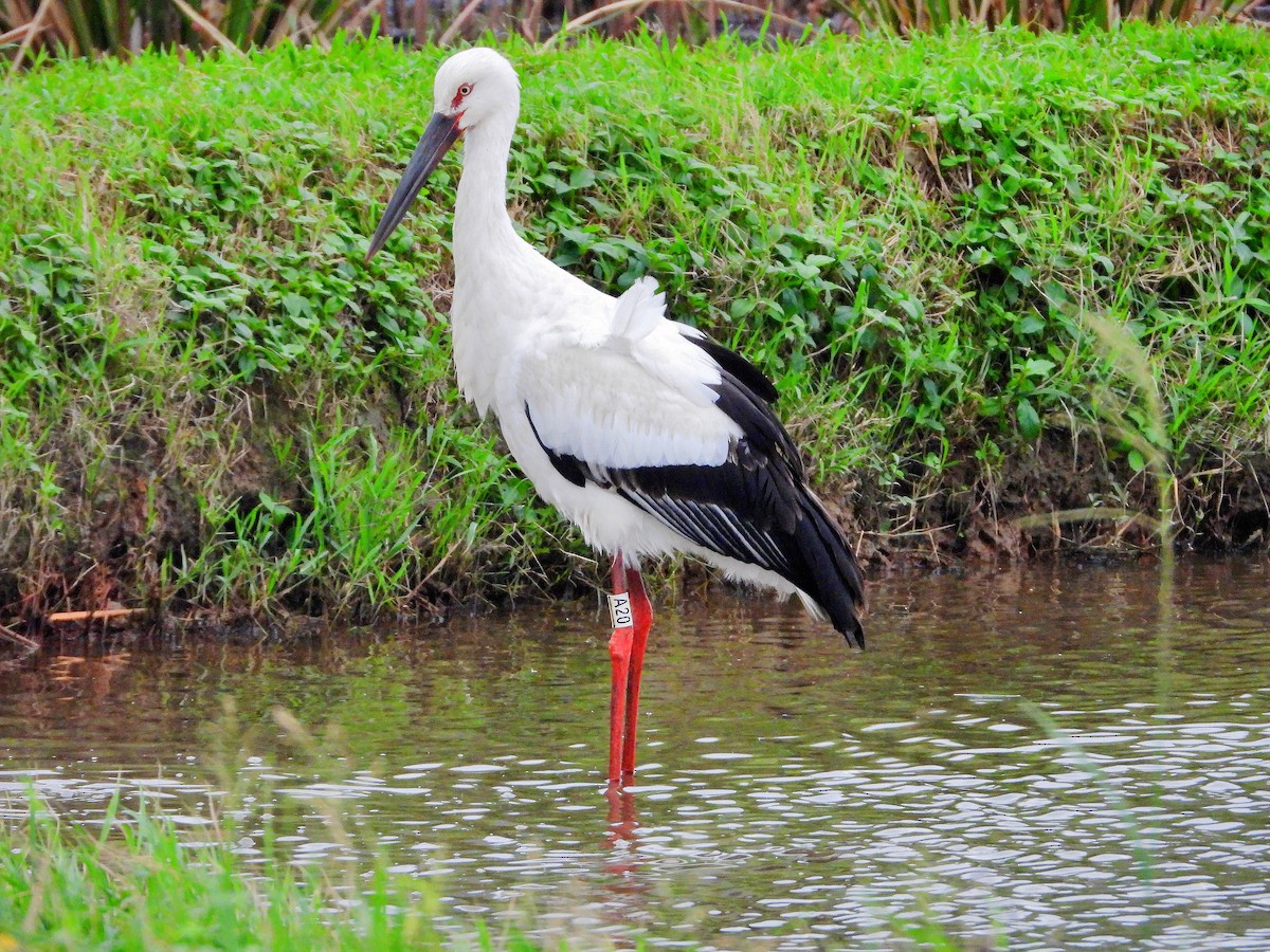 čáp východní - ML645485653