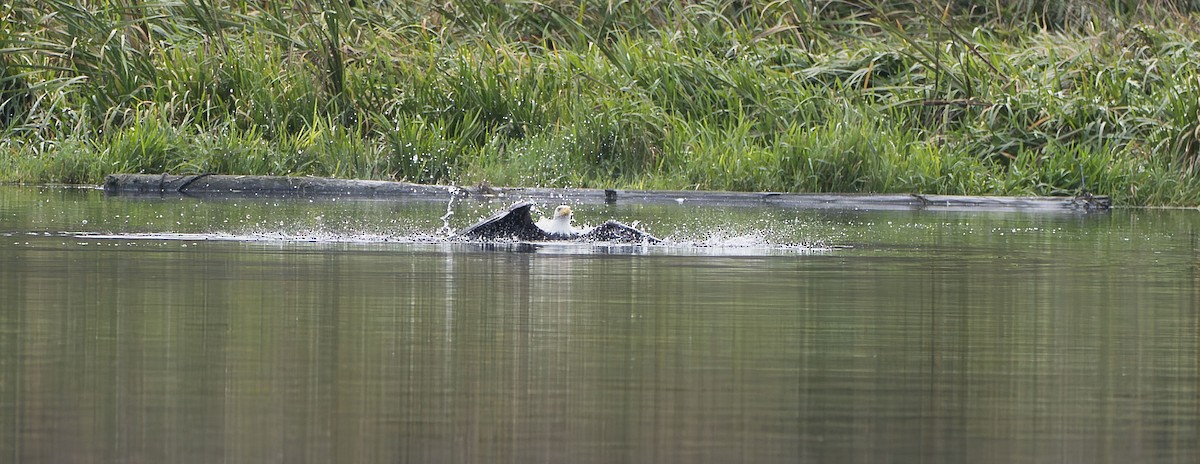 Bald Eagle - ML645485657