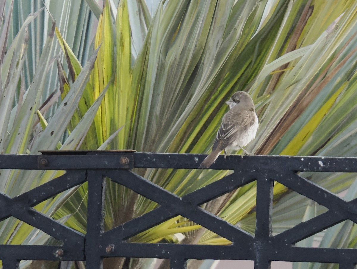 Alcaudón (Lanius) sp. - ML645485664