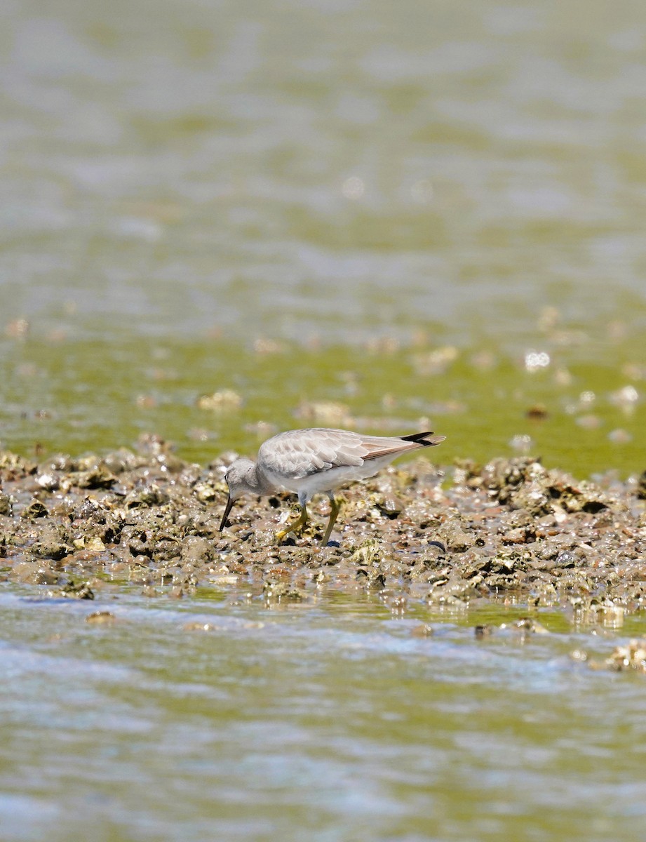 Playero Siberiano - ML645485665