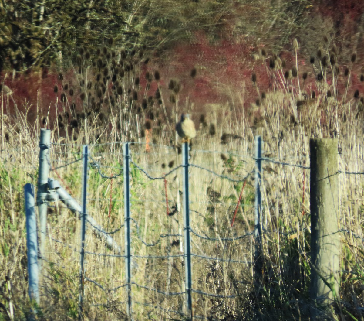 Cernícalo Americano - ML645485666