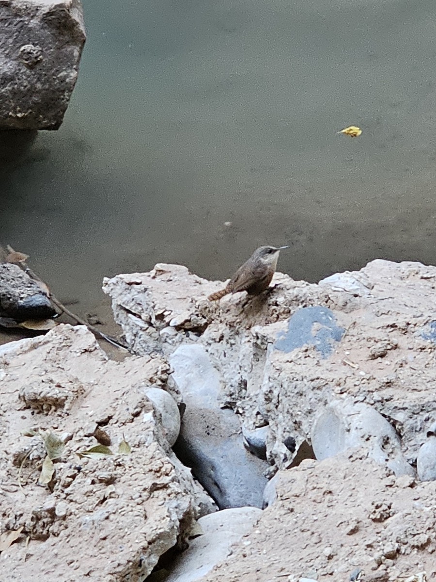 Cucarachero Barranquero - ML645485669