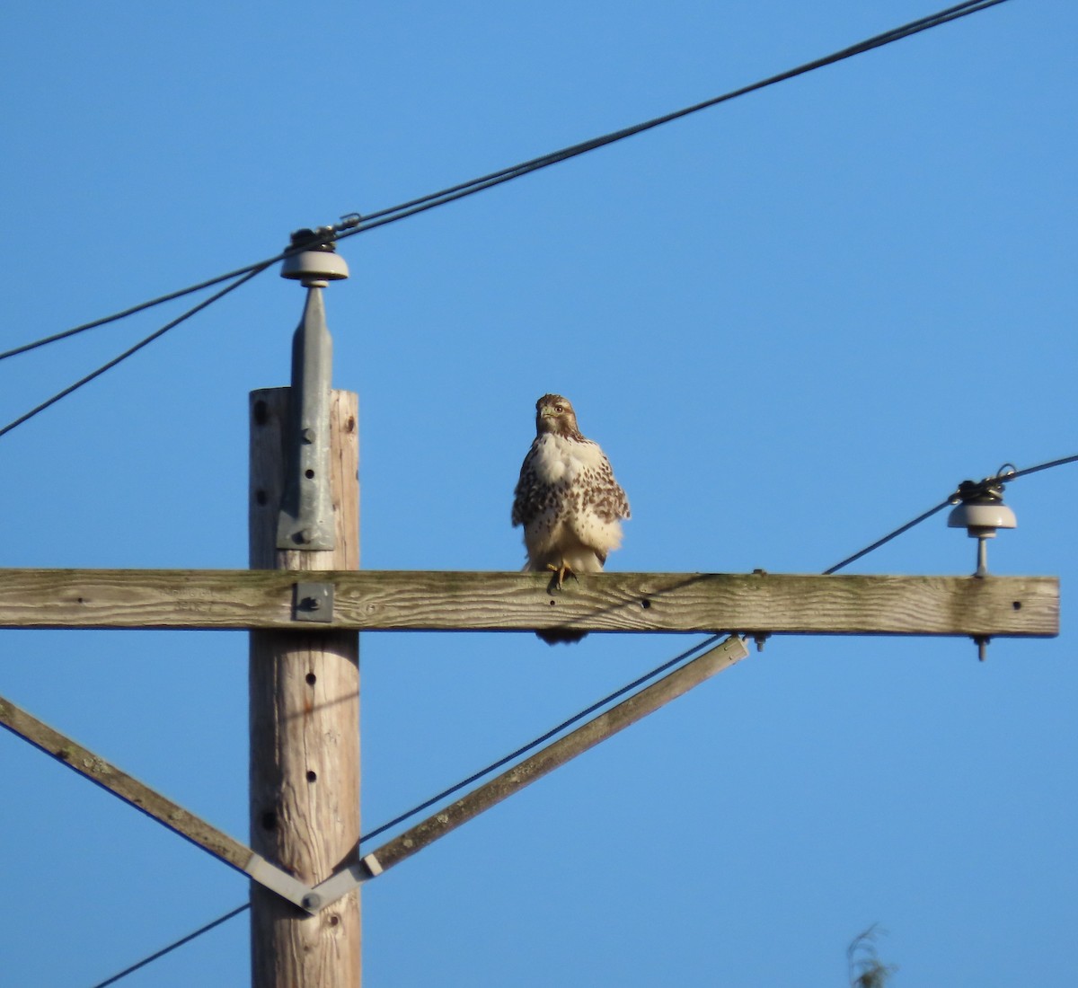 Busardo Colirrojo - ML645485670