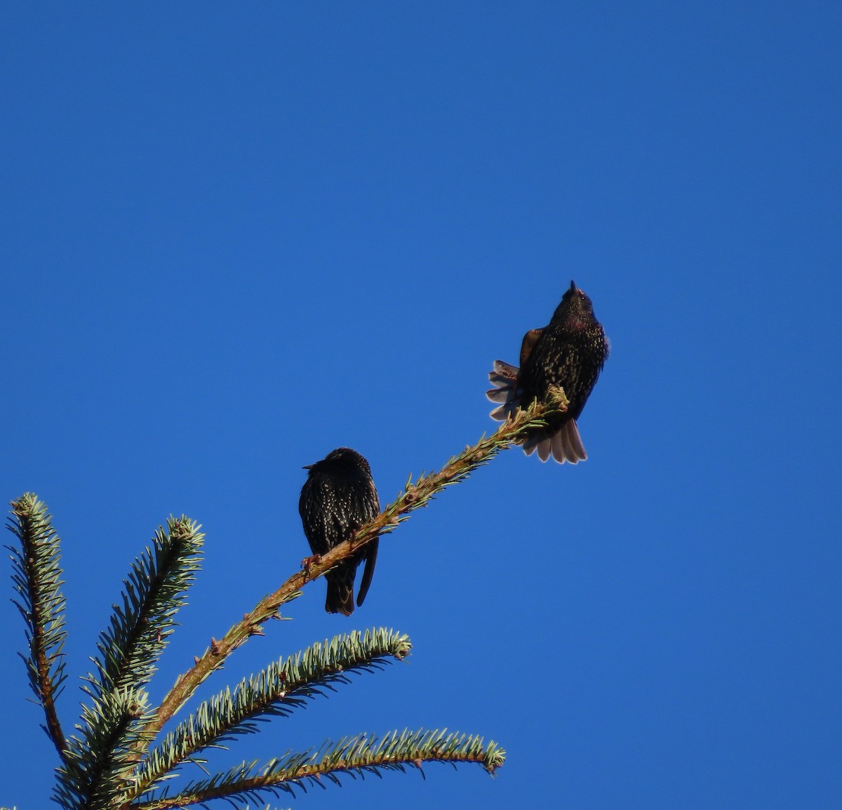 Estornino Pinto - ML645485671