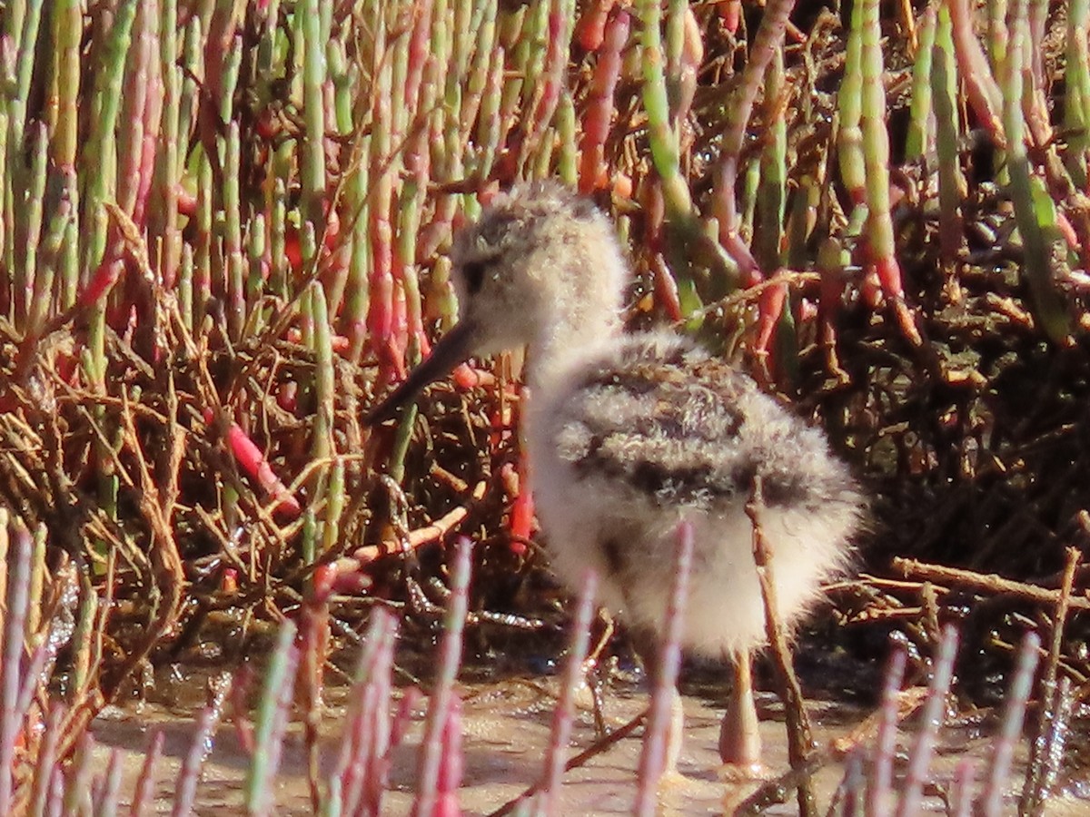 Cigüeñuela Australiana - ML645485672