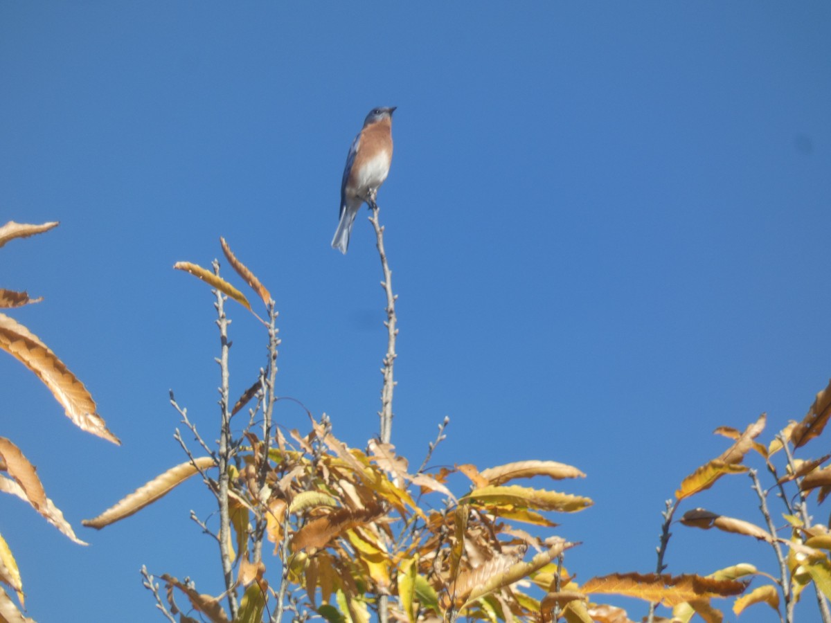 Azulejo Oriental - ML645485673