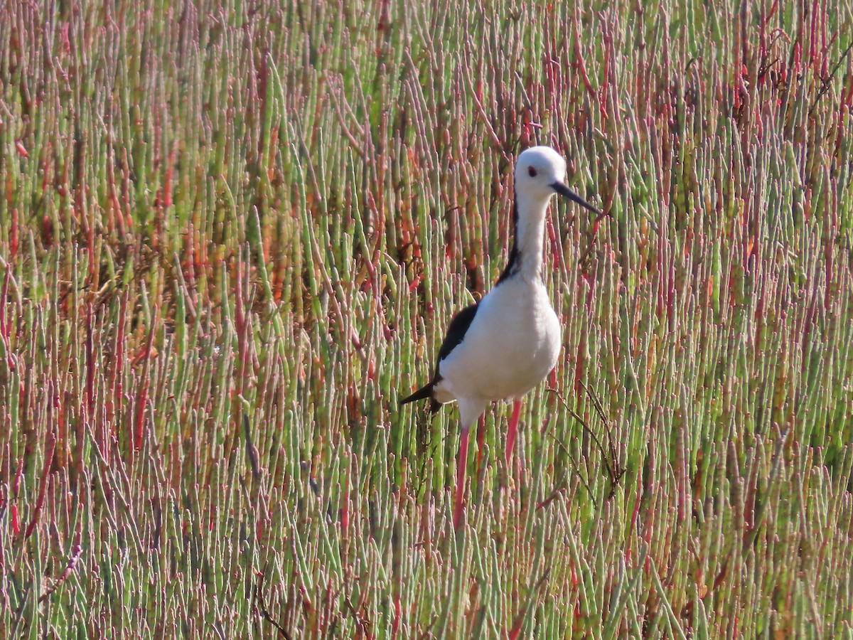 Cigüeñuela Australiana - ML645485674