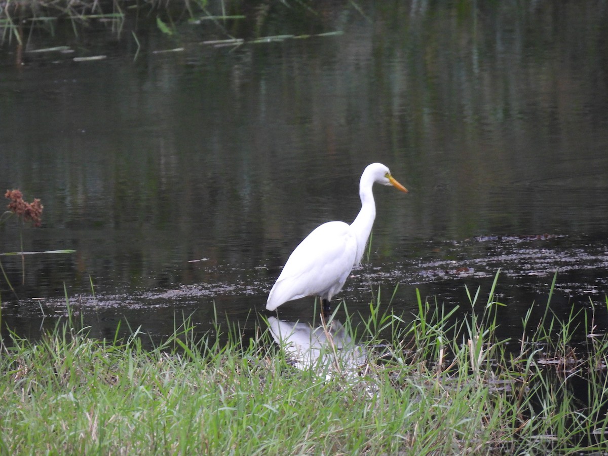 Garceta Intermedia - ML645485675