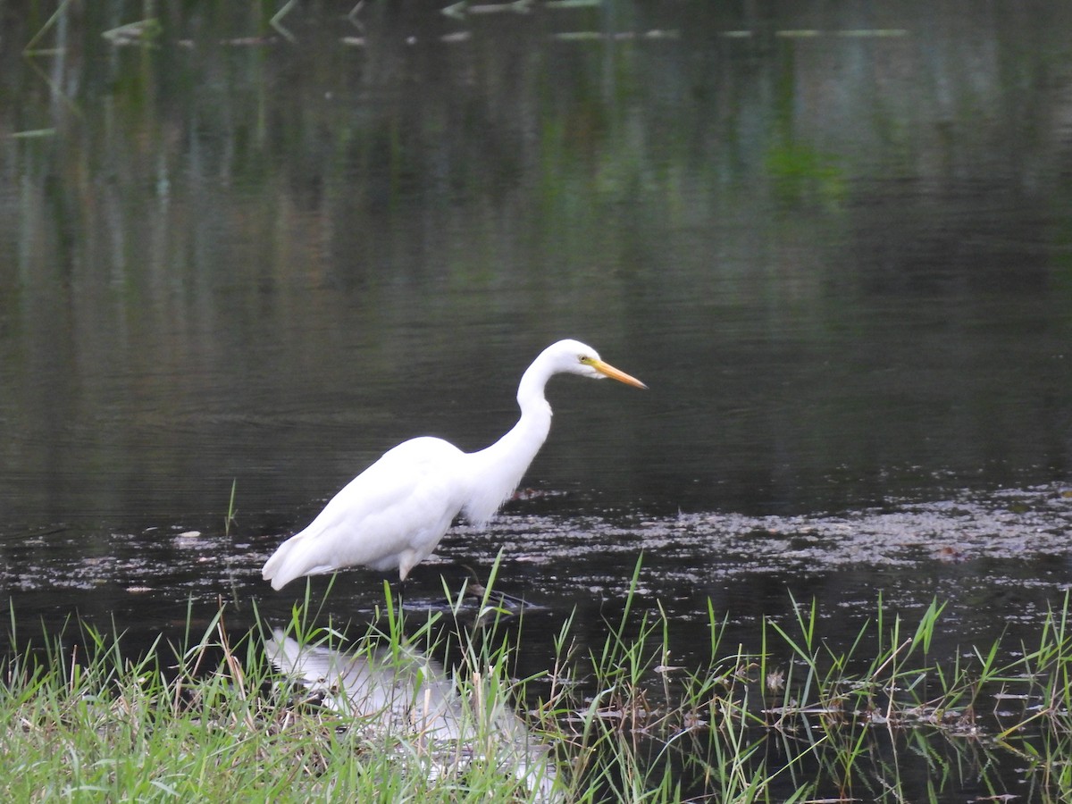 Garceta Intermedia - ML645485676