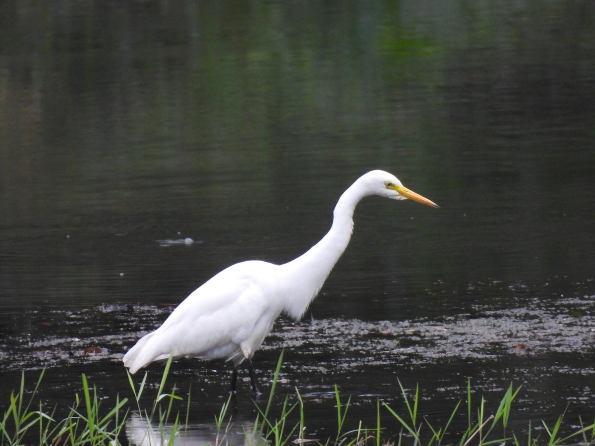 Garceta Intermedia - ML645485677