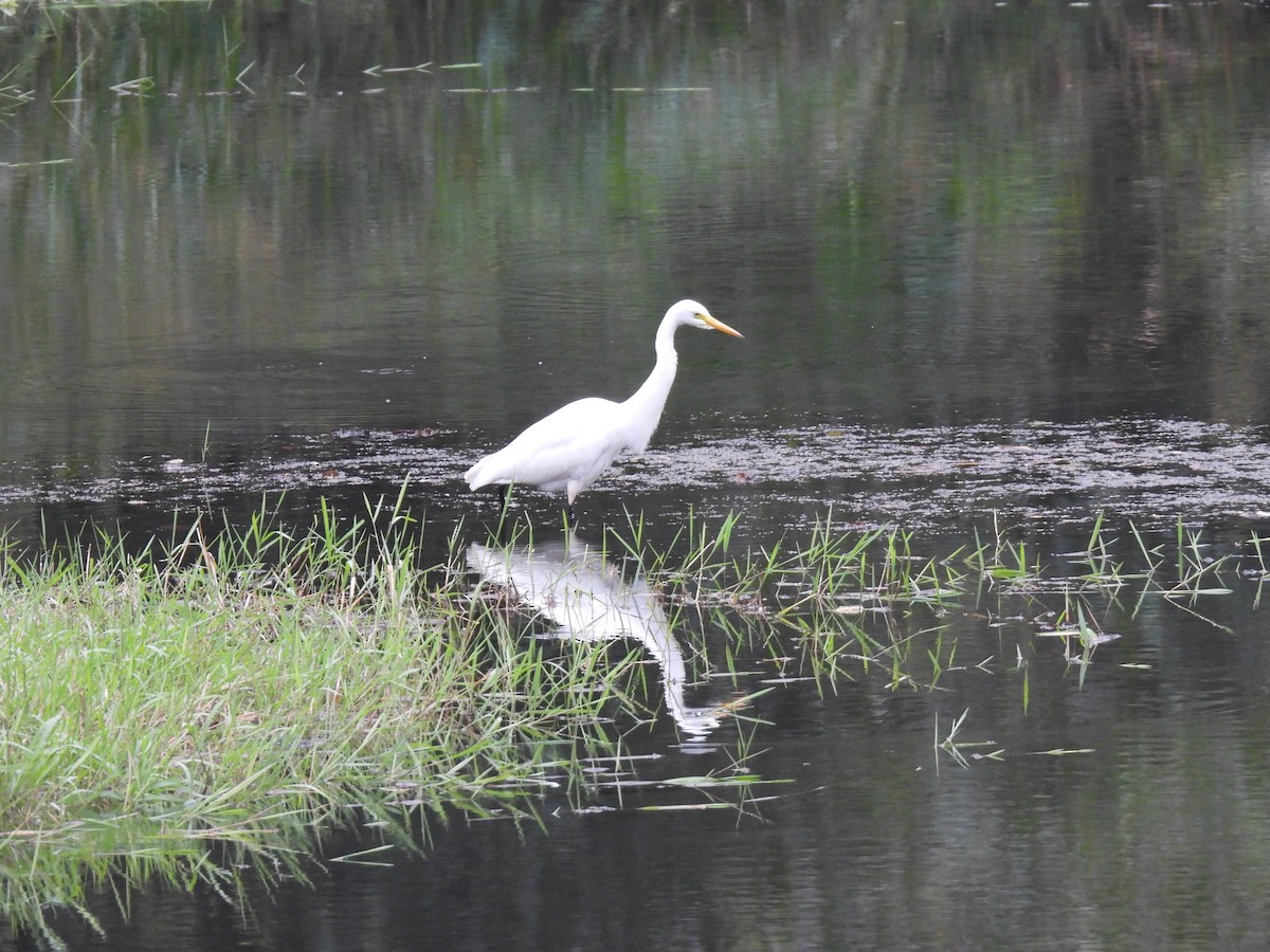 Garceta Intermedia - ML645485678