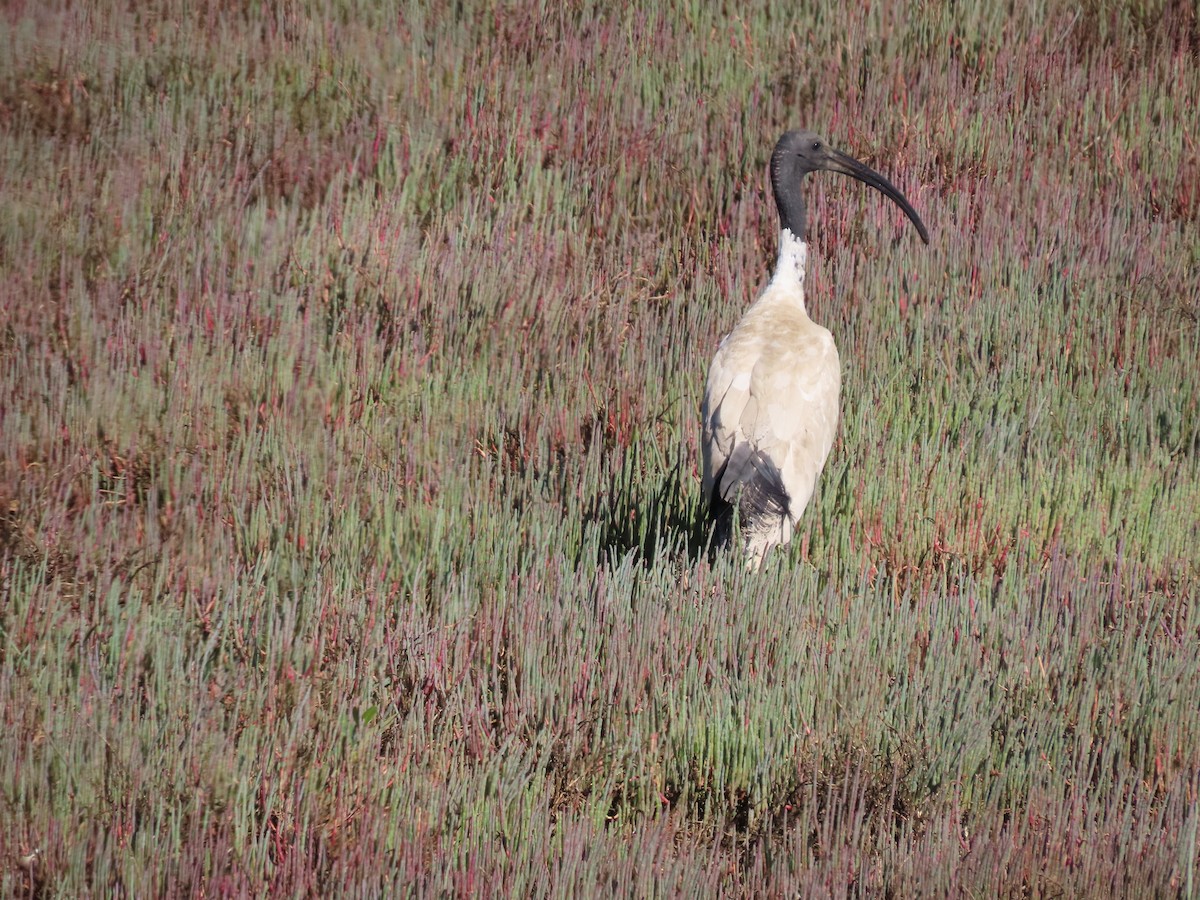 Ibis à cou noir - ML645485679