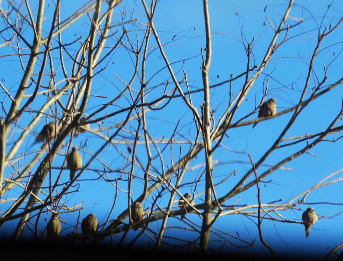 Zenaida Huilota - ML645485680