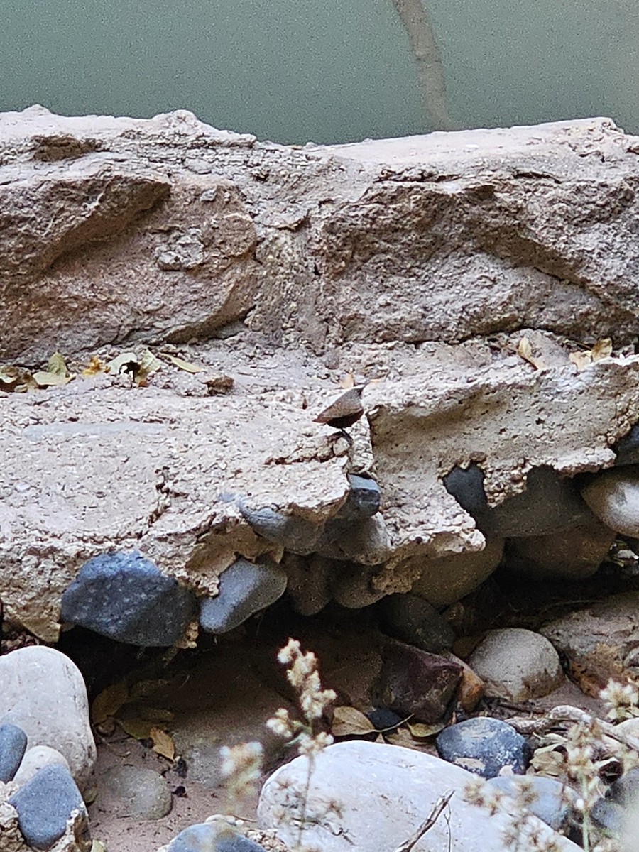 Cucarachero Barranquero - ML645485681