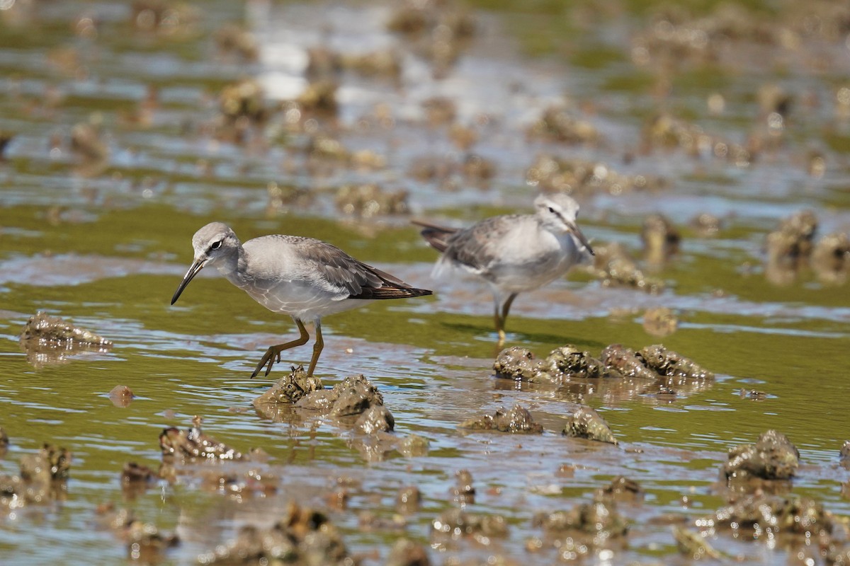 Chevalier de Sibérie - ML645485682