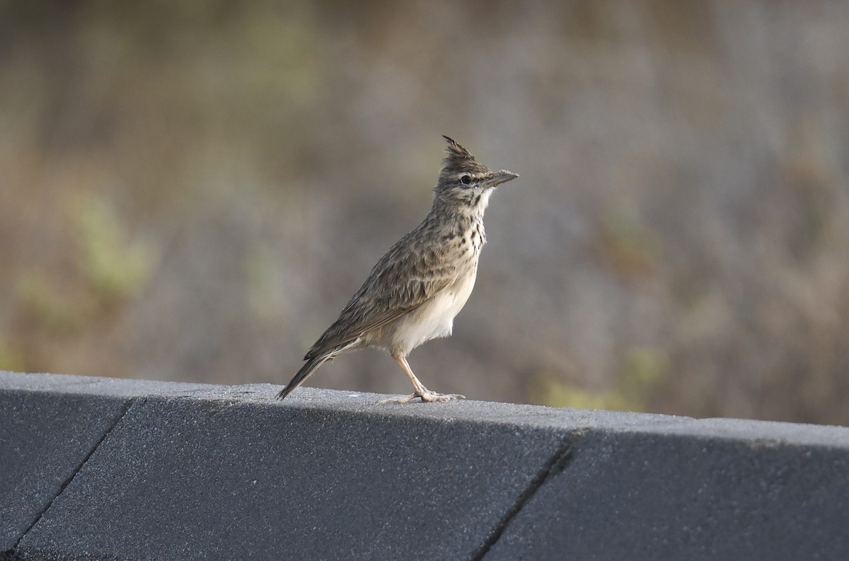 Cochevis huppé - ML645485683