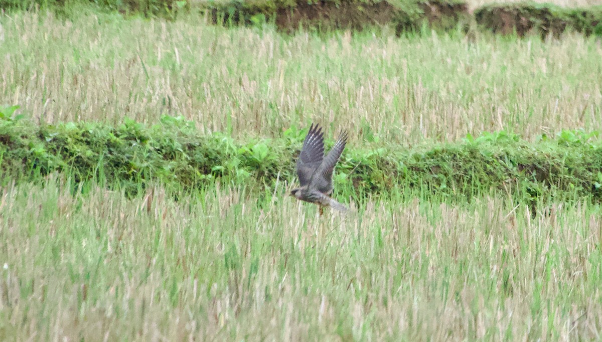 Faucon de l'Amour - ML645485684